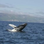 Whale Tour in Puerto Vallarta by Speedboat or Catamaran - Exploring the Details of Your Whale Watching Adventure