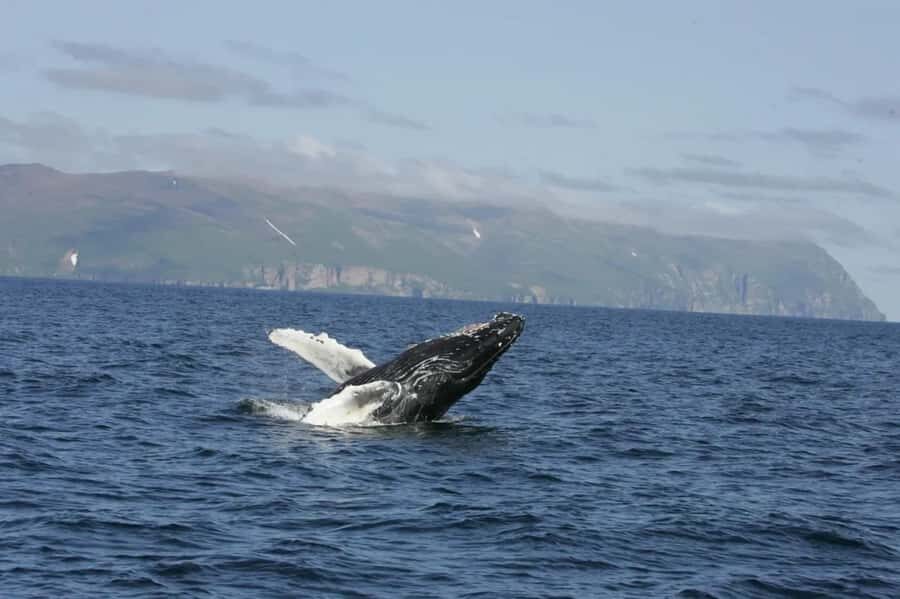 Whale Tour in Puerto Vallarta by Speedboat or Catamaran - Exploring the Details of Your Whale Watching Adventure