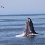 Whale Watching Adventure in Morro Bay - Summary: Who Should Consider This Tour?