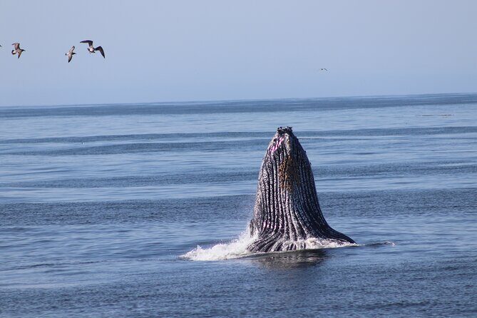 Whale Watching Adventure in Morro Bay - Summary: Who Should Consider This Tour?