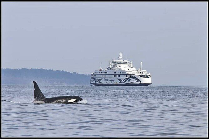 Whale Watching Adventure Vancouver - What the Tour Includes and What You Should Bring