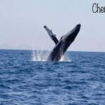 Whale Watching At The Sea of Cortez - Final Thoughts