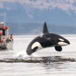 Whale Watching + Deception Pass Tour from Seattle - The Sum Up