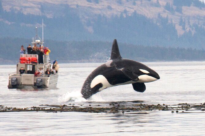 Whale Watching + Deception Pass Tour from Seattle - The Sum Up