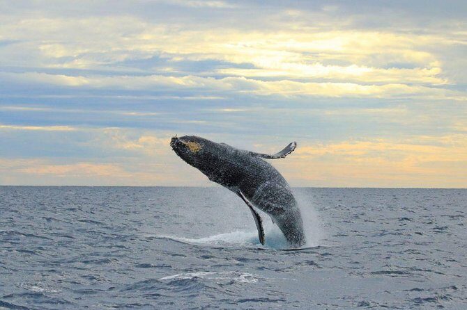 Whale-Watching Discovery Cruise with Brunch or Dinner - FAQ