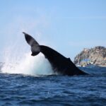 Whale Watching in Cabo San Lucas - The Guides and Their Passion