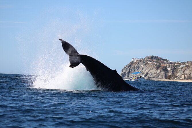 Whale Watching in Cabo San Lucas - The Guides and Their Passion