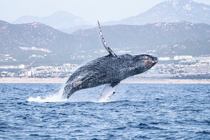 Whale Watching in Cabo San Lucas - Exploring the Experience of Whale Watching in Cabo