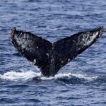 Whale Watching in Kona - Who Should Consider This Tour?