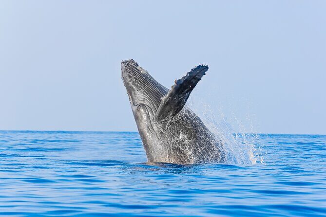 Whale Watching in Los Cabos  An Unforgettable Experience - The Experience in Detail