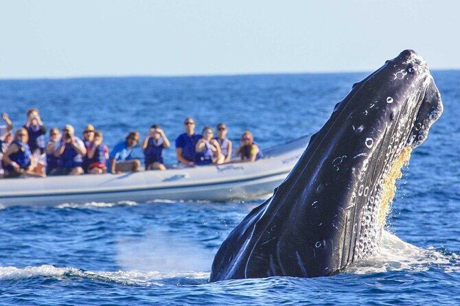 Whale Watching in Puerto Vallarta! - Detailed Review of the Whale Watching Experience