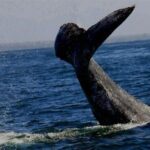 Whale Watching in Puerto Vallarta Bay - The Sum Up: Who Should Consider This Tour?