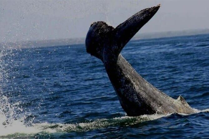 Whale Watching in Puerto Vallarta Bay - The Sum Up: Who Should Consider This Tour?