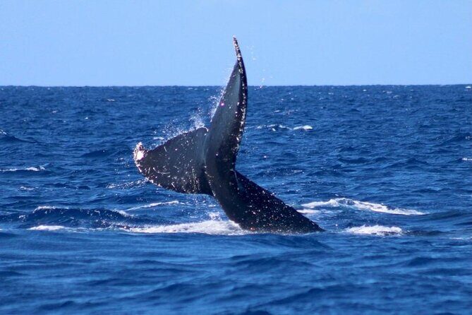 Whale Watching on Big island - The Experience in Detail
