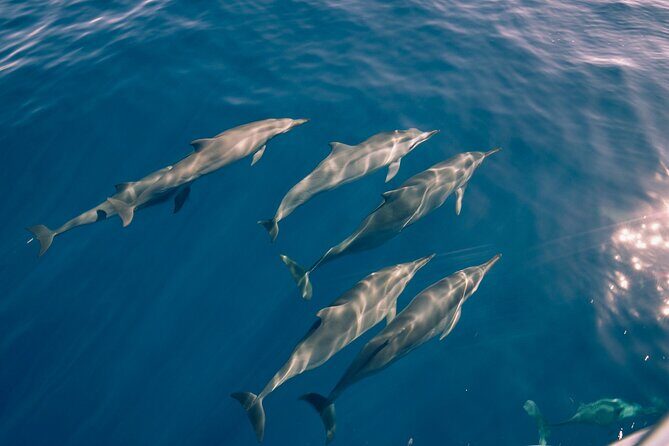 Whale Watching on "The World Famous North Shore of Oahu", Hawaii - An In-Depth Look at the Whale Watching Experience