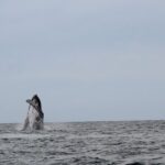 Whale Watching Shared Tour - Who Will Love This Tour?