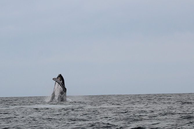 Whale Watching Shared Tour - Who Will Love This Tour?