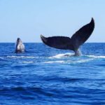 Whale watching, snorkeling, lunch, and drinks in Cabo San Lucas - The Practical Side: What to Expect and What to Bring