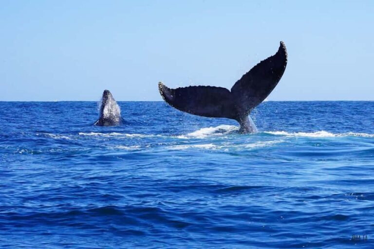 Whale watching, snorkeling, lunch, and drinks in Cabo San Lucas - The Practical Side: What to Expect and What to Bring