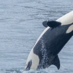 Whale Watching Winter - An In-Depth Look at the Whale Watching Tour