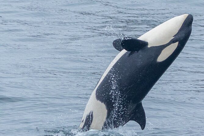 Whale Watching Winter - An In-Depth Look at the Whale Watching Tour