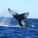 Whale Watching with Arch Tour Included (Beach Time Optional) - An In-Depth Look at the Experience