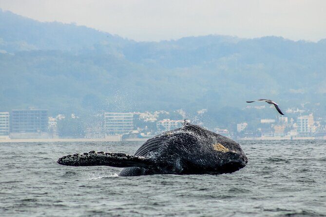 Whale Watching with Biologist and Hydrophone in Puerto Vallarta - Who Should Consider This Tour?