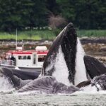 Whales and Wilderness Exploration - The Journey Begins: From Juneau to the Harbor