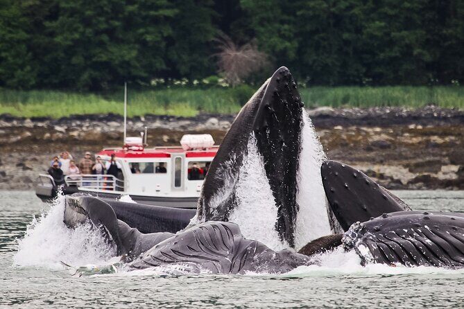 Whales and Wilderness Exploration - The Journey Begins: From Juneau to the Harbor