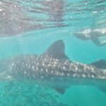 whaleshark, snorkeling with a giant sea - What the Tour Includes and Excludes