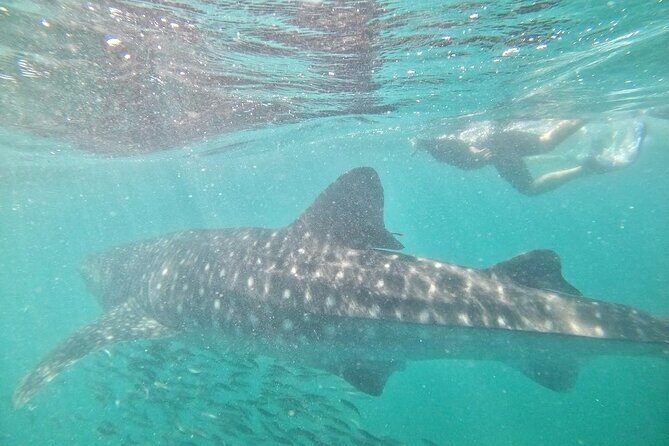 whaleshark, snorkeling with a giant sea - What the Tour Includes and Excludes