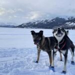 Whitehorse: Dog Sledding Adventure with Hot Cocoa - The Starting Point: Convenient and Friendly