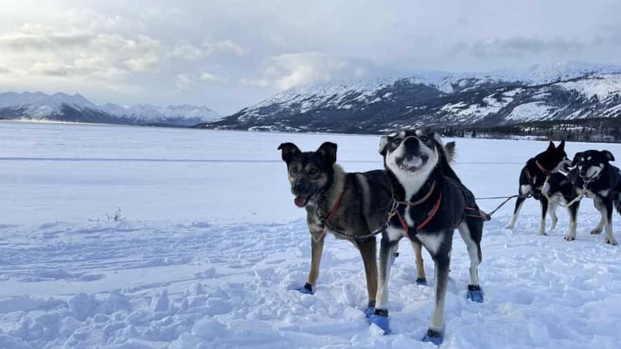 Whitehorse: Dog Sledding Adventure with Hot Cocoa - The Starting Point: Convenient and Friendly