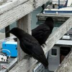 Whittier Drive and Coastal Alaska Full Day Adventure - Why This Tour Stands Out