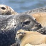 Wickford, RI: Narragansett Bay Seal-Watching Tour by Boat - Why This Tour Stands Out