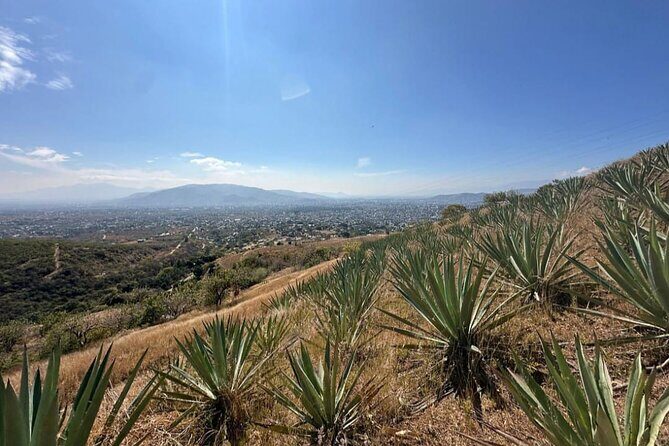 Wild Agaves Hiking Experience in Oaxaca - Who Will Love This Tour?