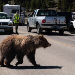 Wild Yellowstone 1 Day | Wildlife Photography Tour - FAQ