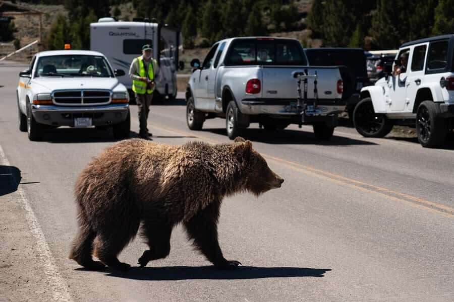 Wild Yellowstone 1 Day | Wildlife Photography Tour - FAQ