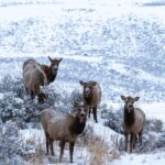 Wild Yellowstone 3 Day | Wildlife Photography Tour - Breaking down the itinerary: what makes each stop special
