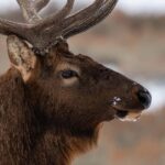 Wild Yellowstone Half-Day | Photography Tour in Yellowstone - Itinerary Breakdown