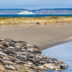 Wildlife Boat Cruise: Port Townsend, WA - An In-Depth Look at the Wildlife Boat Cruise