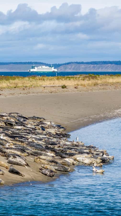 Wildlife Kayak Tour: Fort Flagler, WA - What to Expect on the Tour