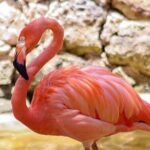 Wildlife Learning Adventure and Snorkeling in Akumal - Who Will Love This Tour?