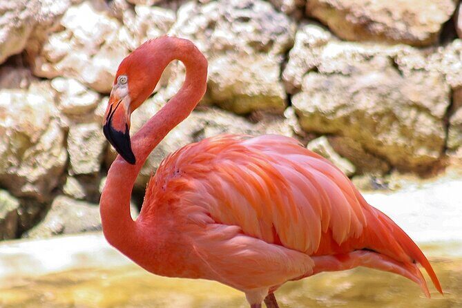 Wildlife Learning Adventure and Snorkeling in Akumal - Who Will Love This Tour?