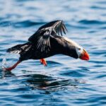 Wildlife Photography Workshop: Sitka Boat Tour (3 hours) - Who Will Love This Tour?