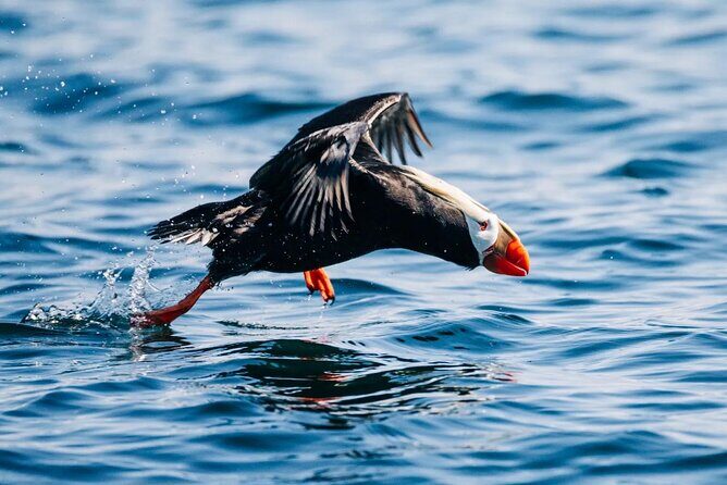 Wildlife Photography Workshop: Sitka Boat Tour (3 hours) - Who Will Love This Tour?
