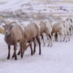 Wildlife Safari, Elk Refuge Sleigh Ride, Winter Camp Igloo Dinner - Why This Tour Offers Great Value