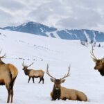 Wildlife Safari with Snowshoe & Winter Camp Dinner Experience - In-Depth Review of the Experience