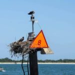 Wildwood: Scenic Back Bay Cruise with Sandbar Joe - What to Expect on the Tour