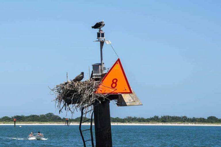 Wildwood: Scenic Back Bay Cruise with Sandbar Joe - What to Expect on the Tour